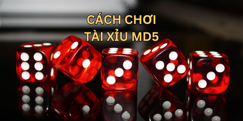 Cách chơi tài xỉu MD5 cơ bản Cách chơi tài xỉu MD5 cơ bản